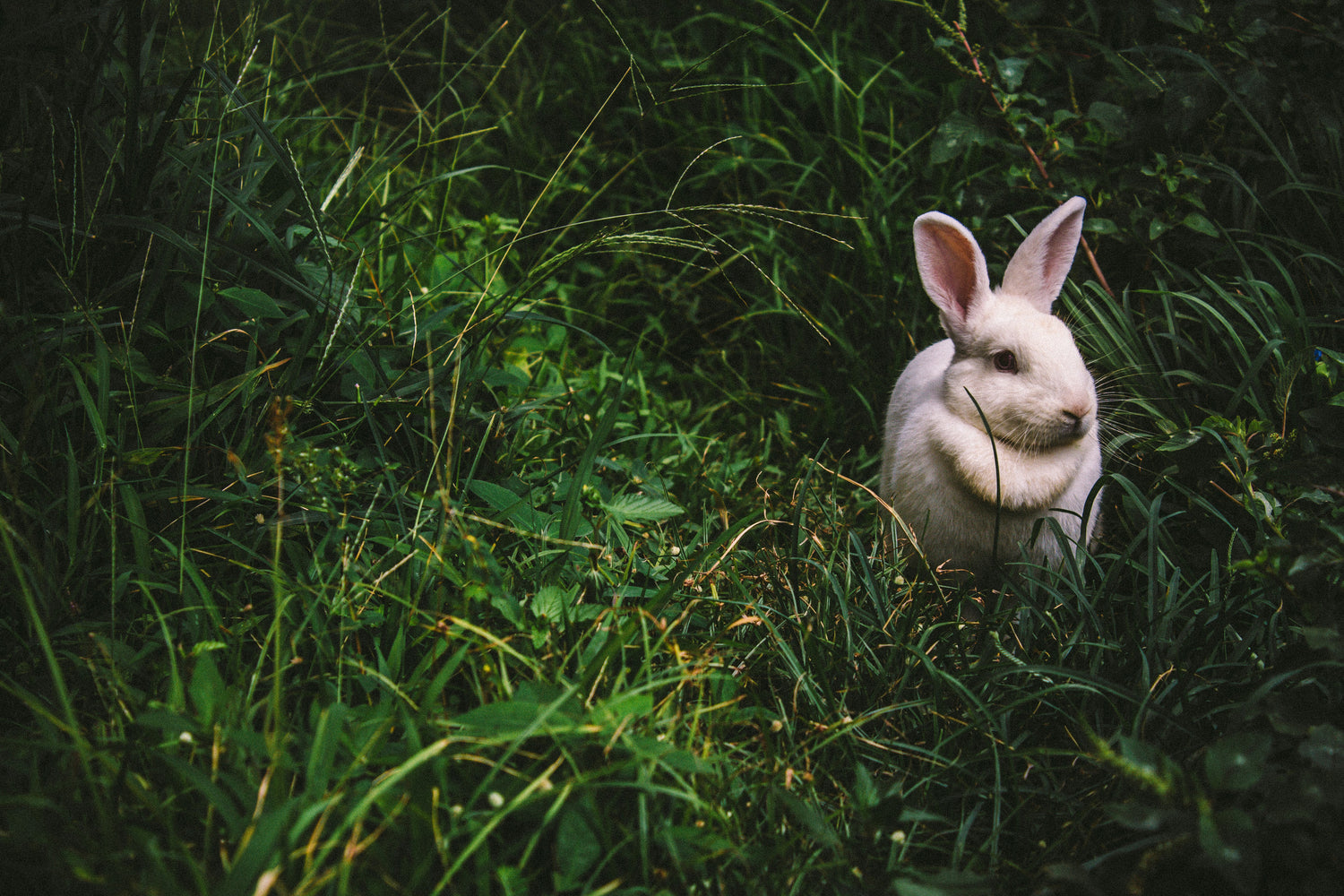 How to identify cruelty-free products: your guide to ethical beauty choices